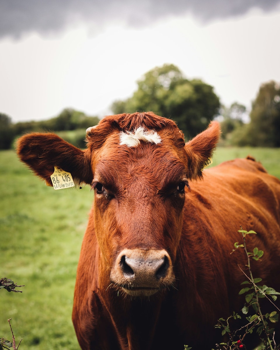 A red-brown cow with a white tuft on its forehead looking straight at the camera