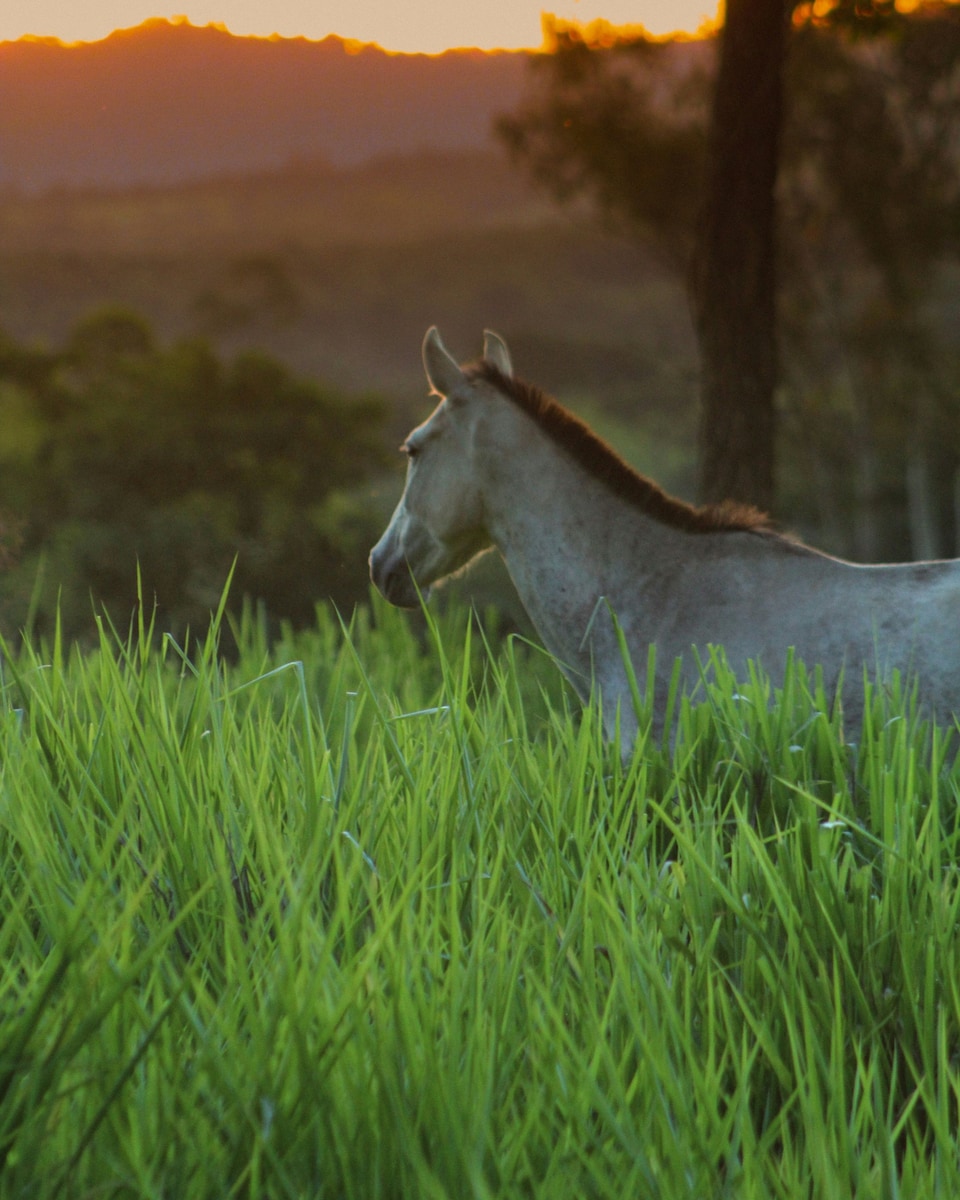 A grey horse standing in tall green grass at sunset