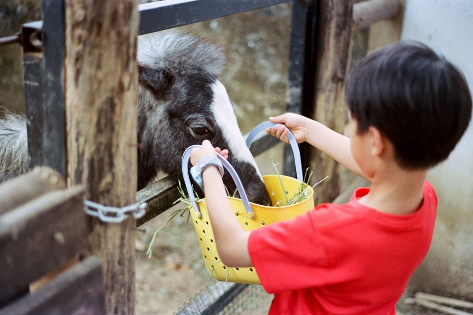 A boy in a red T-shirt holds a basket of hay up to a black and white pony
