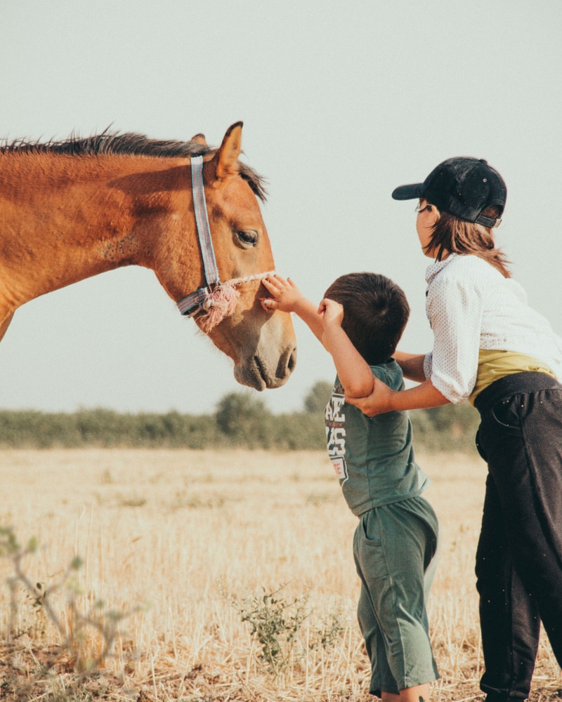 A young boy reaches up to stroke a bay horse’s nose while an older girl steadies him
