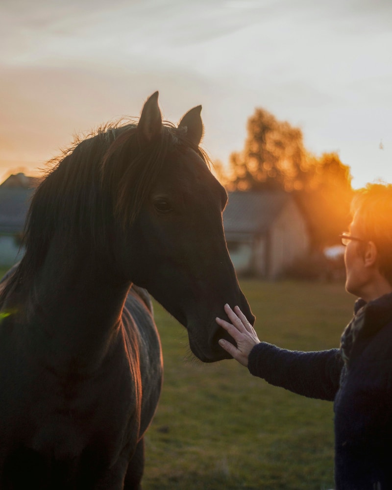 A woman rests her hand on a dark horse’s nose as the sun sets behind her