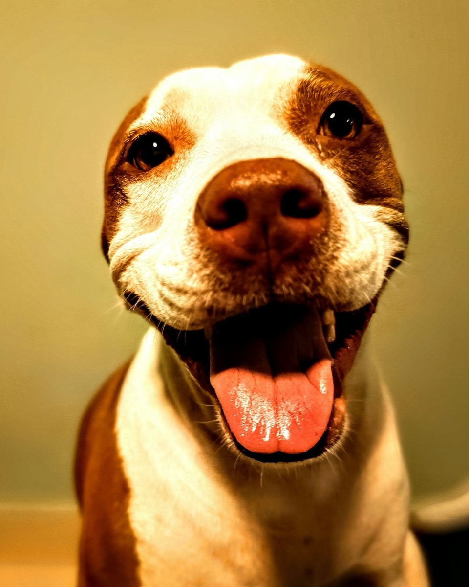 A brown and white pit bull smiling with its mouth open
